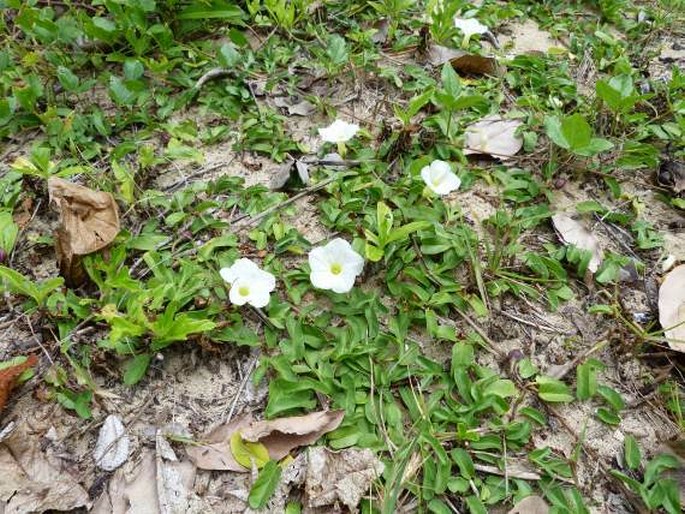 Ipomoea imperati