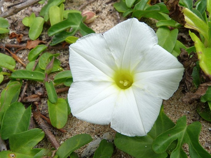 Ipomoea imperati