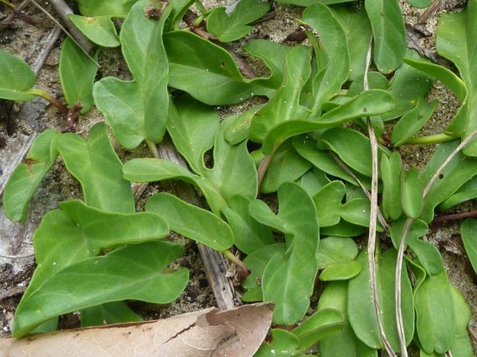 Ipomoea imperati