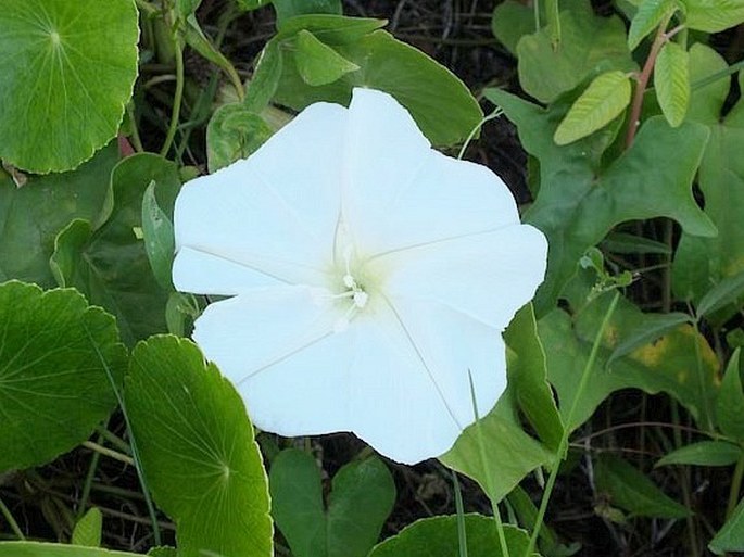 Ipomoea alba