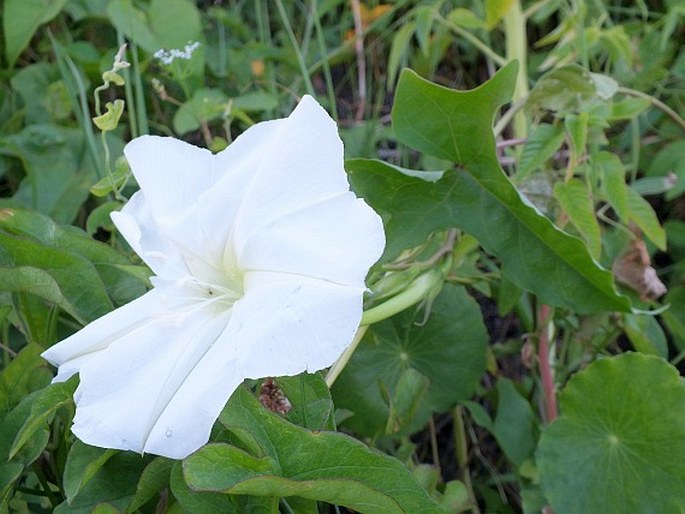 Ipomoea alba