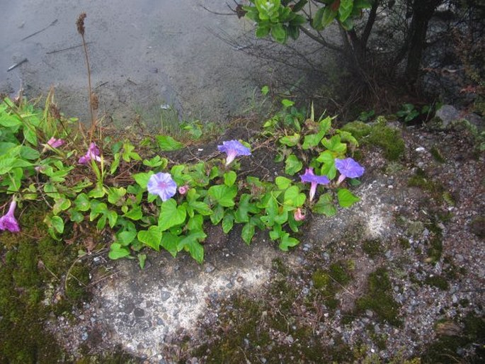 Ipomoea indica