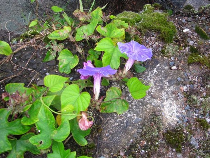 Ipomoea indica