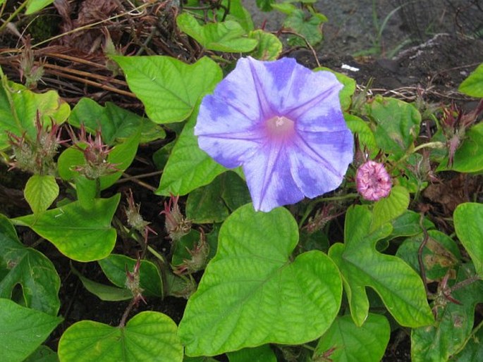 Ipomoea indica