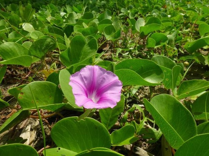 Ipomoea pes-caprae