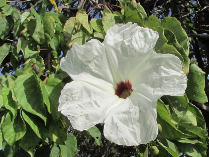 IPOMOEA PAUCIFLORA M. Martens et Galeotti - povijnice / povojník