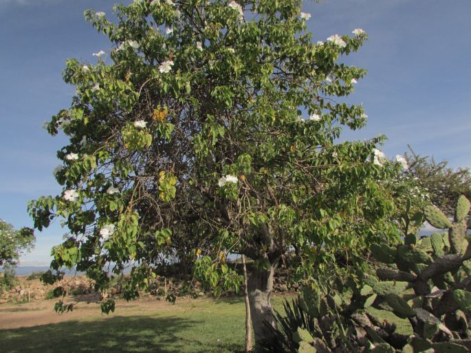 Ipomoea pauciflora