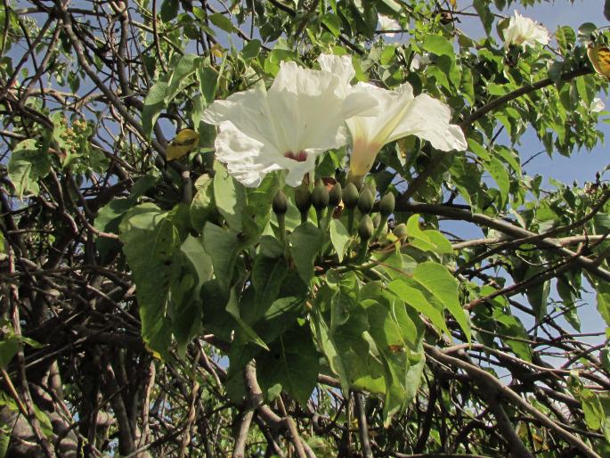 Ipomoea pauciflora