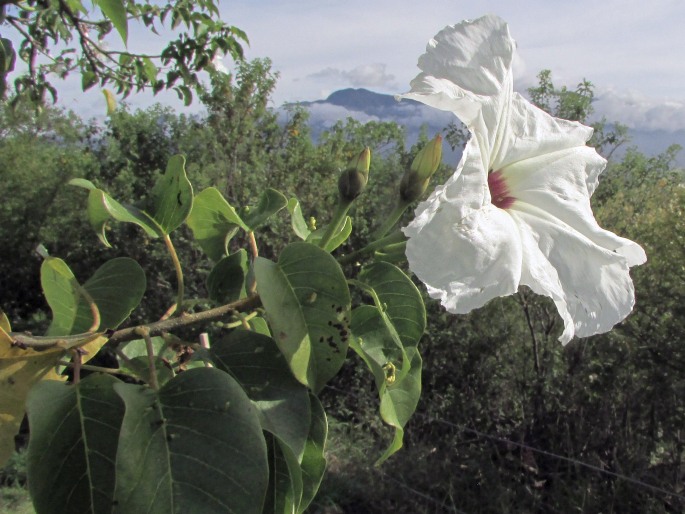 Ipomoea pauciflora