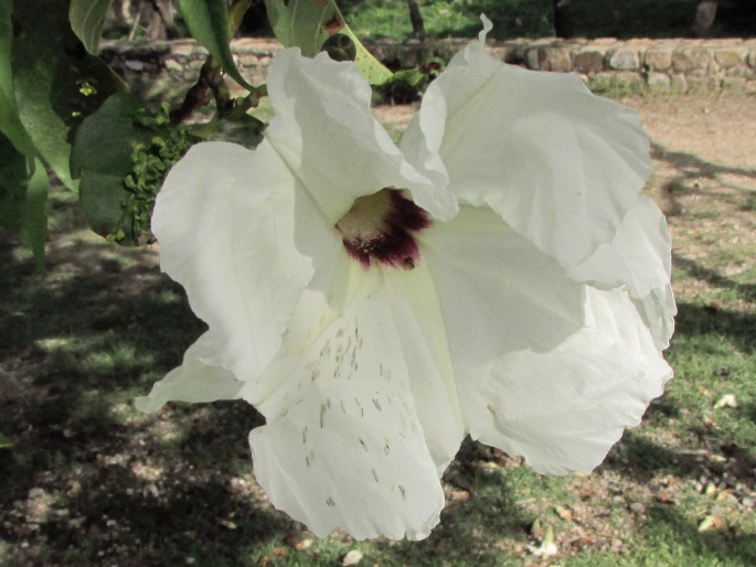 Ipomoea pauciflora