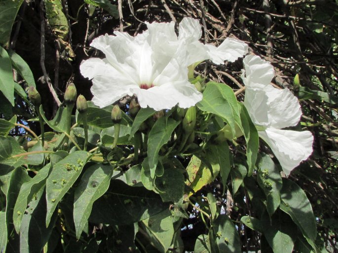 Ipomoea pauciflora