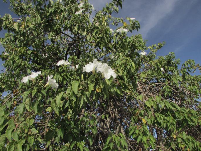 Ipomoea pauciflora