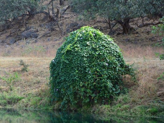 Ipomoea turbinata