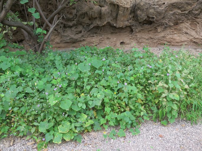 Ipomoea turbinata