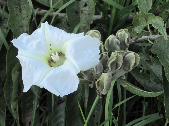 IPOMOEA MURUCOIDES Roem. et Schult. - povijnice / povojník