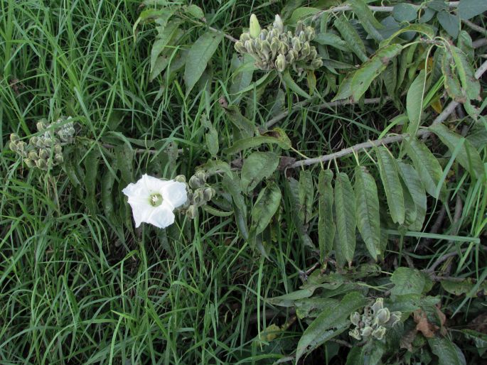 Ipomoea murucoides