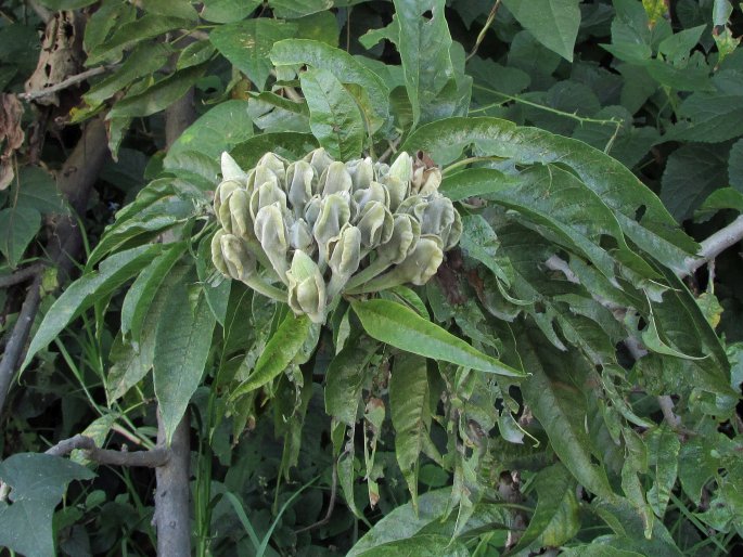 Ipomoea murucoides