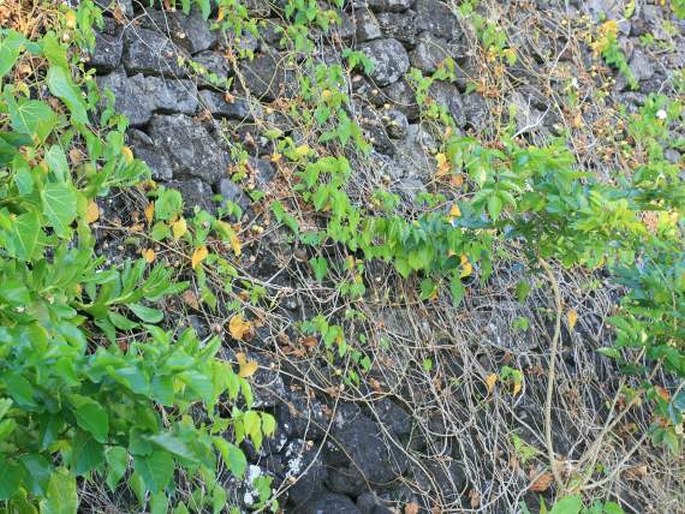 Ipomoea violacea