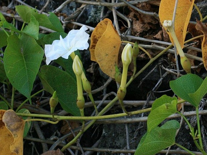 Ipomoea violacea