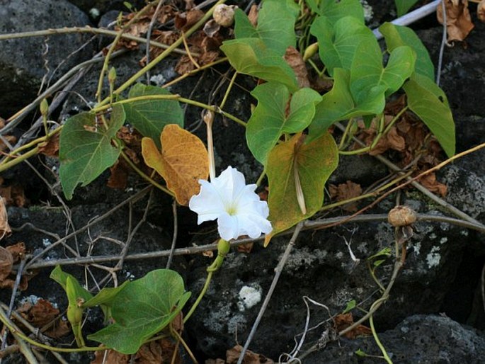 Ipomoea violacea