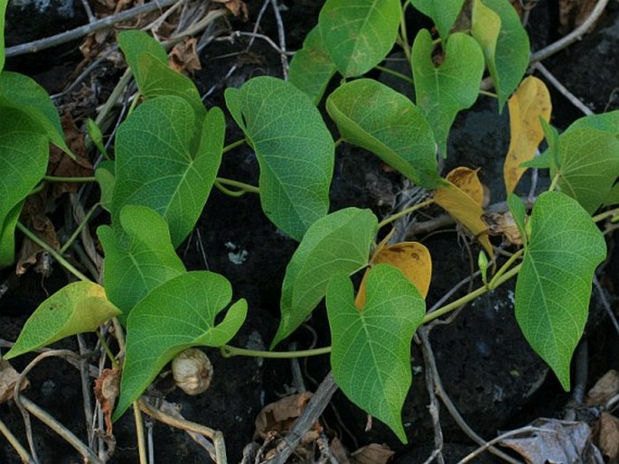 Ipomoea violacea