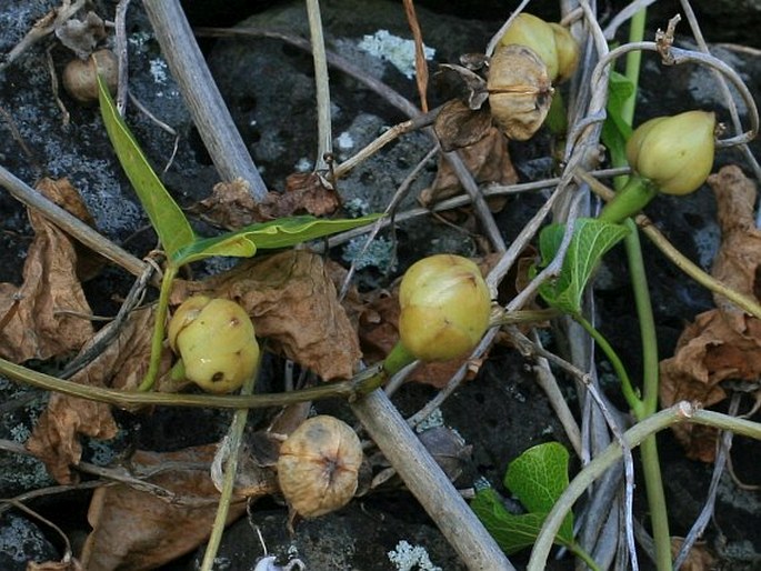 Ipomoea violacea