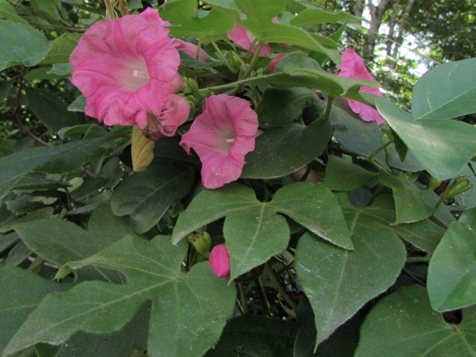 Ipomoea peteri