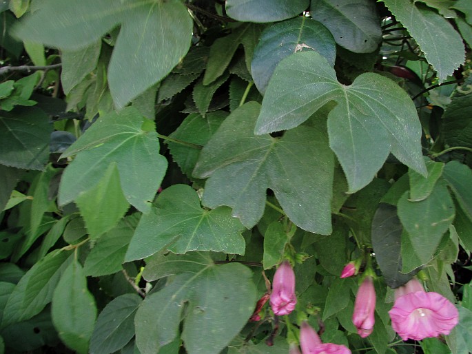 Ipomoea peteri