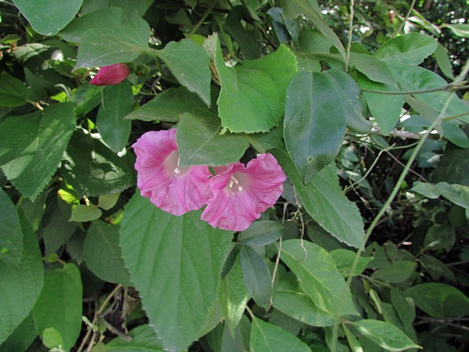 Ipomoea peteri