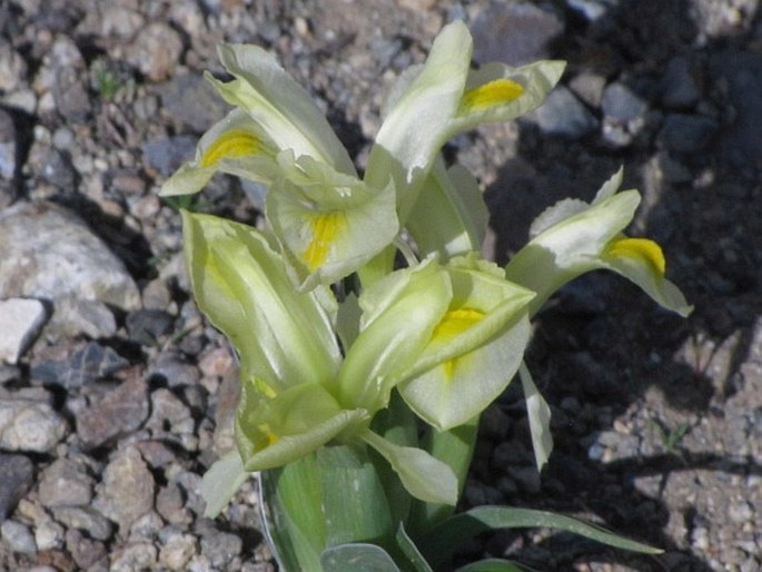 Iris caucasica