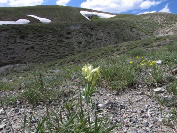 Iris caucasica