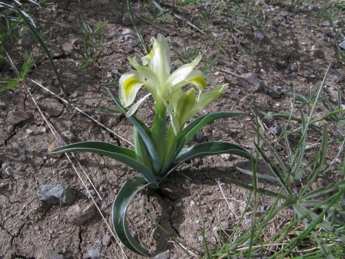 Iris caucasica