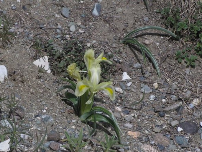 Iris caucasica