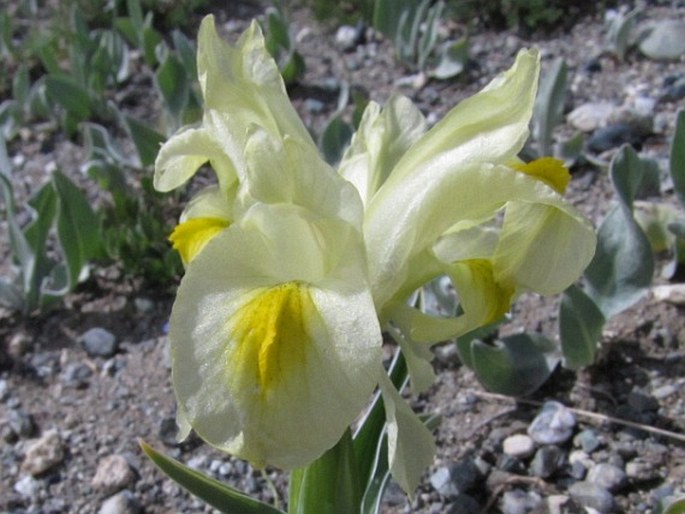 Iris caucasica