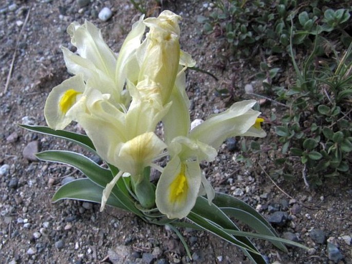 Iris caucasica