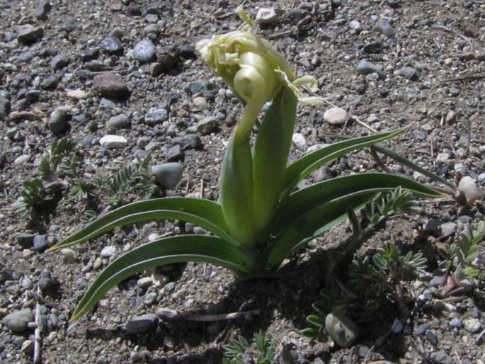 Iris caucasica