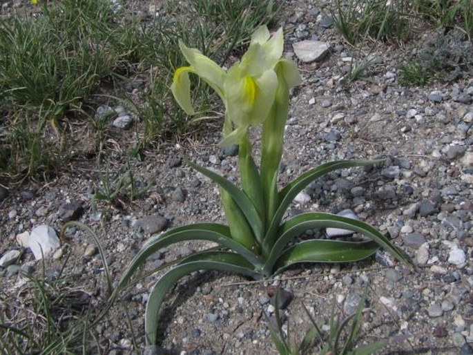 Iris caucasica