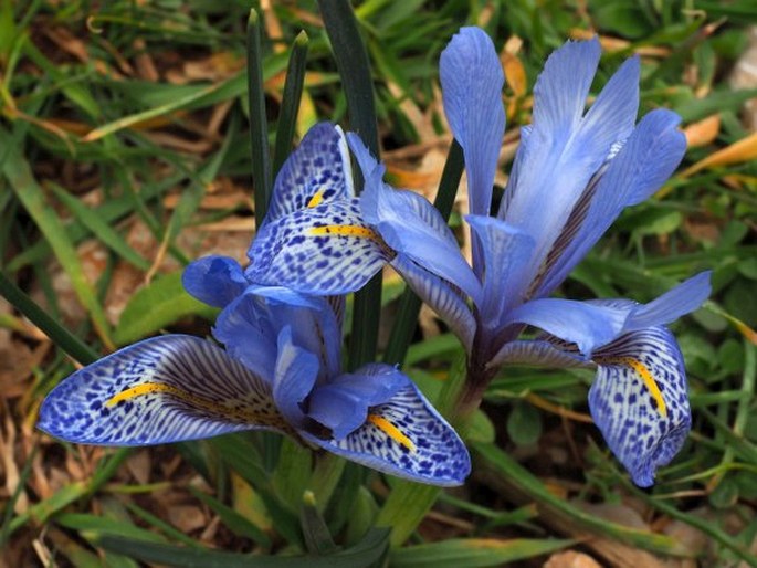 IRIS HISTRIO Rchb. f . – kosatec