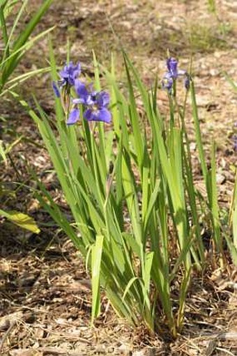 Iris sanguinea