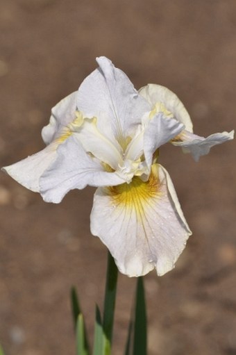 Iris sanguinea