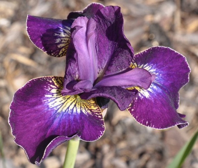 Iris sanguinea