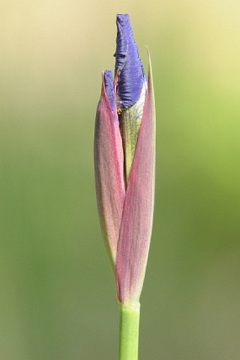 Iris sanguinea