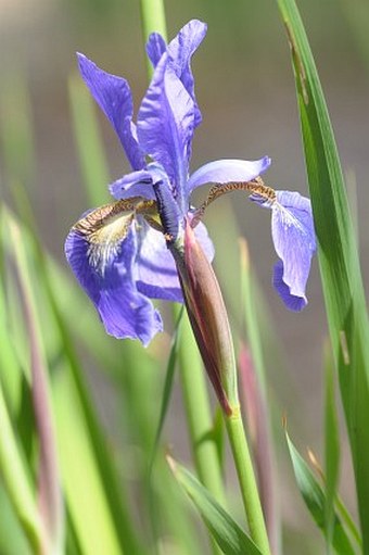 Iris sanguinea