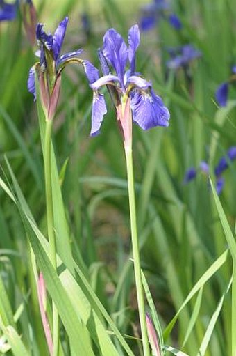 Iris sanguinea