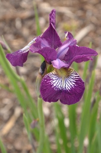 Iris sanguinea