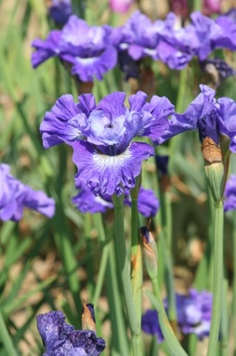 Iris sanguinea