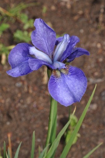 Iris sanguinea