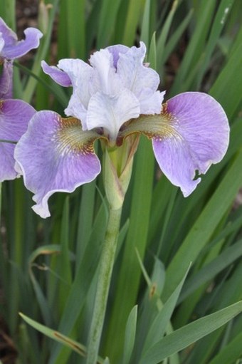 Iris sanguinea