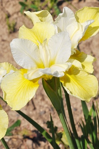 Iris sanguinea