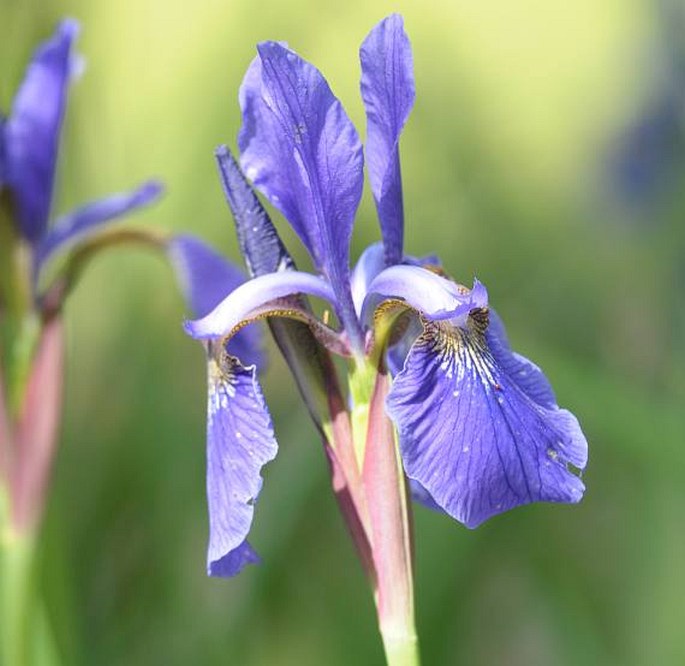 Iris sanguinea